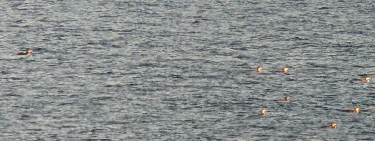 Common/Yellow-billed Loon - ML500093571