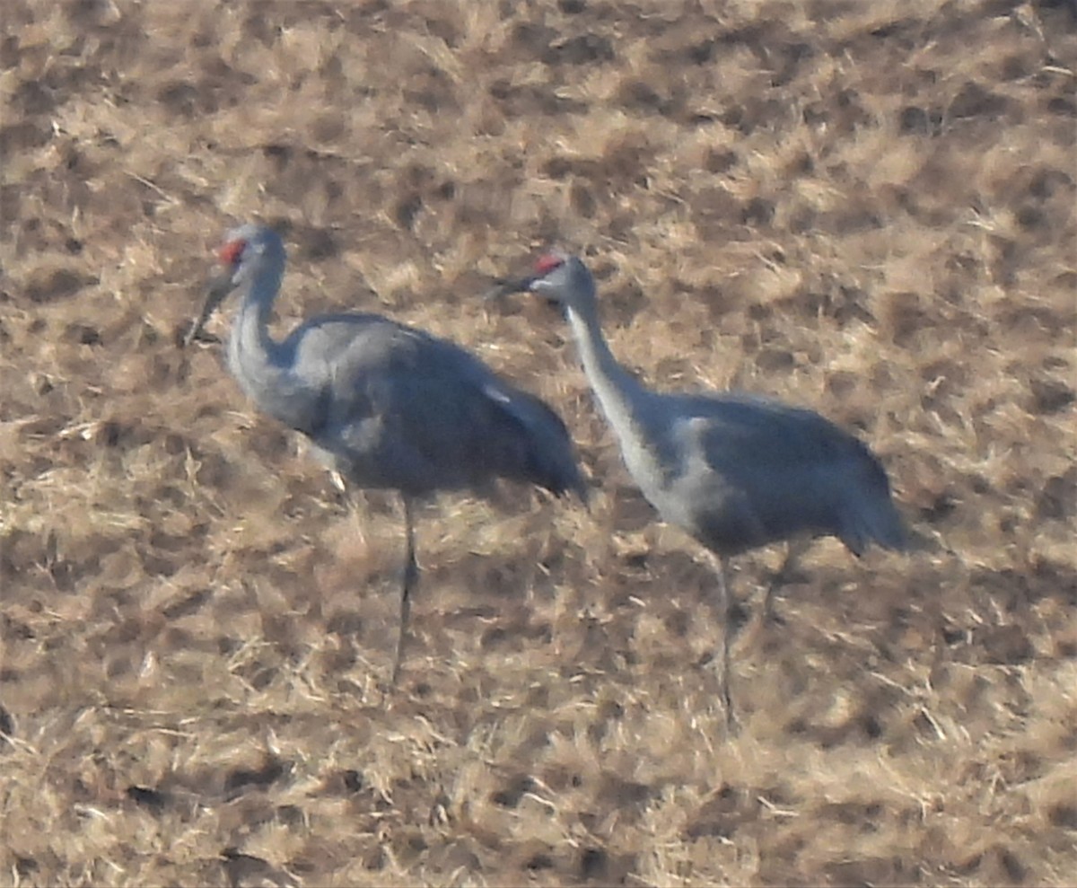 Sandhill Crane - Rick Bennett