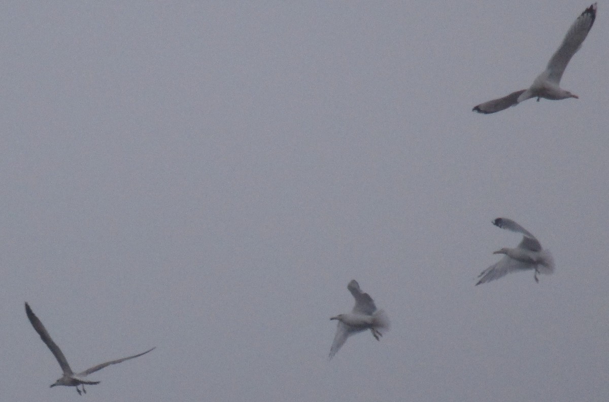 Caspian Gull - ML500094791