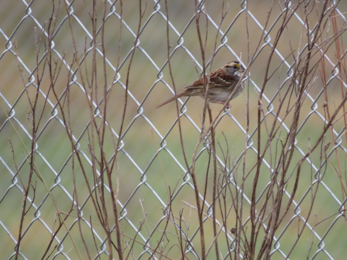 White-throated Sparrow - ML500094891