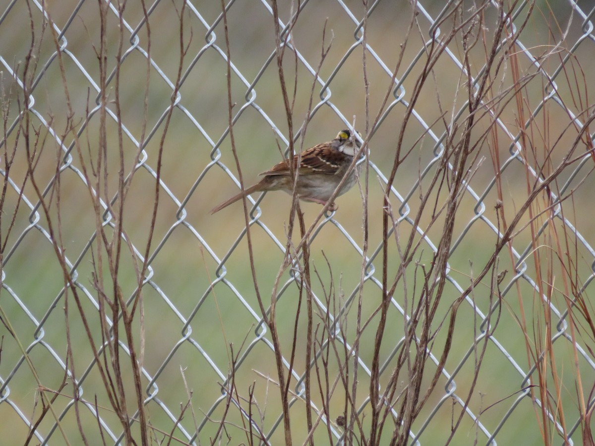 White-throated Sparrow - ML500094951