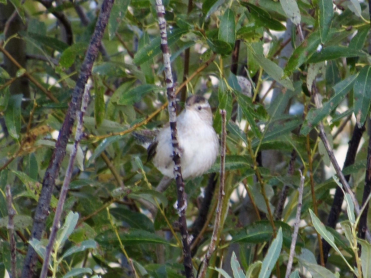 Marsh Wren - ML500095041