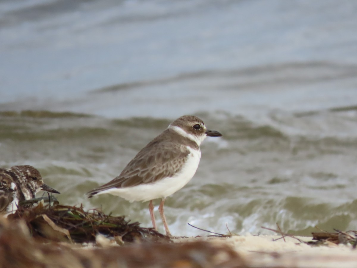 Wilson's Plover - Kathy Rigling