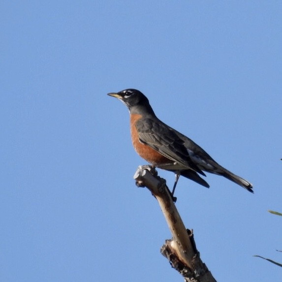 American Robin - ML500097211
