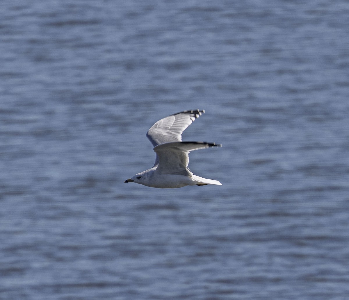 Ring-billed Gull - ML500098301