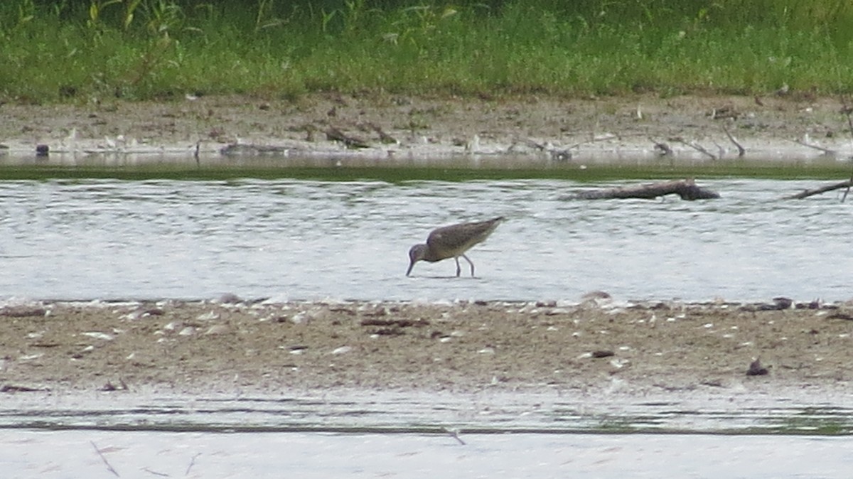 Long-billed Dowitcher - ML500099091