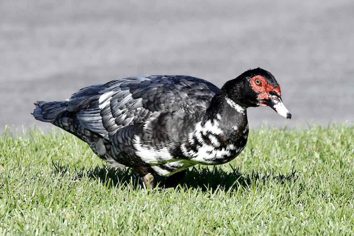 eBird Checklist - 30 Oct 2022 - The Lakes NW ponds - 10 species (+1 ...