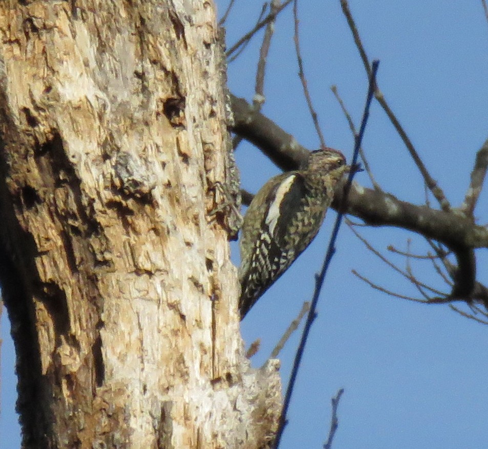 Yellow-bellied Sapsucker - ML500099321