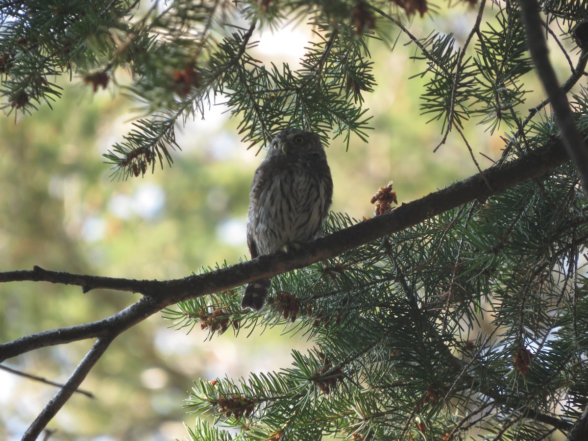 Northern Pygmy-Owl - ML500099331