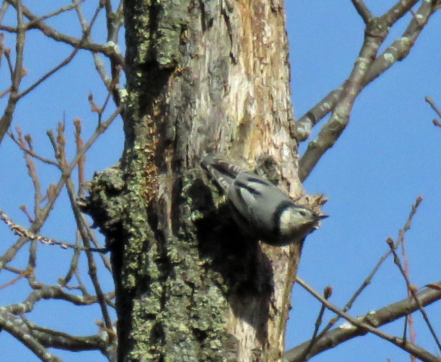 White-breasted Nuthatch - ML500099481