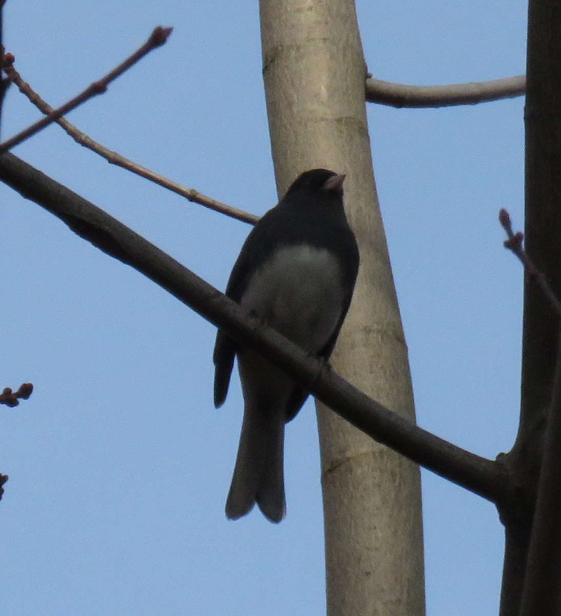 Dark-eyed Junco (Slate-colored) - ML500099711