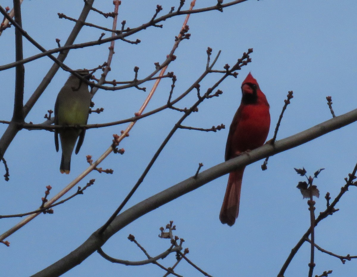 Northern Cardinal - ML500099831