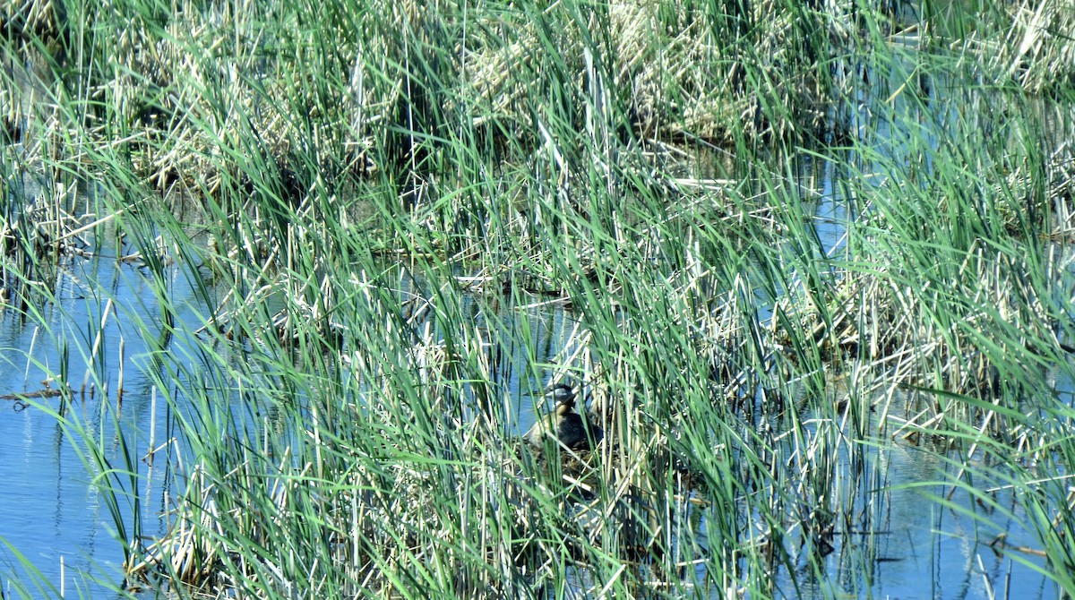 Red-necked Grebe - ML50010341