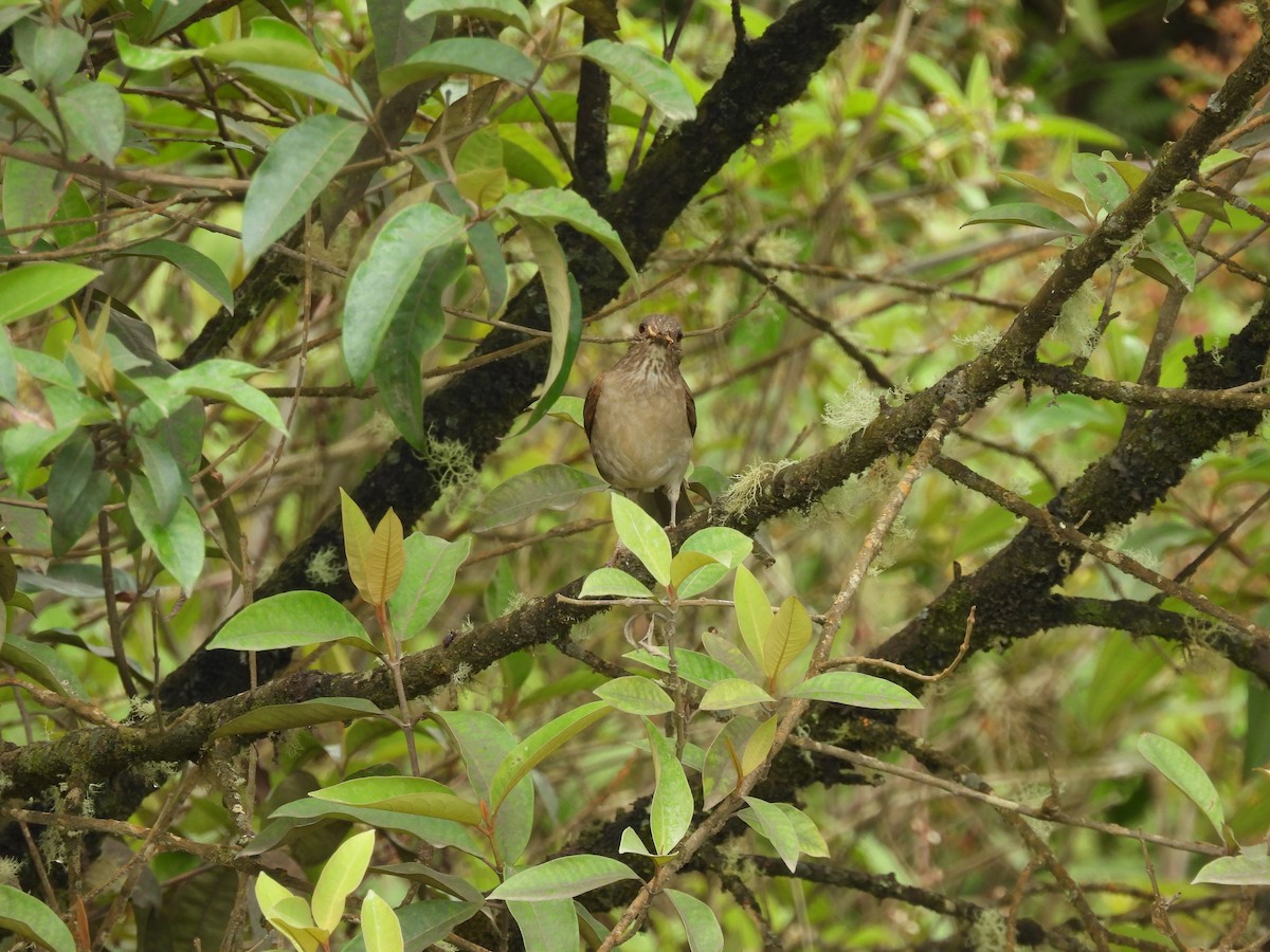 Pale-breasted Thrush - ML500103461
