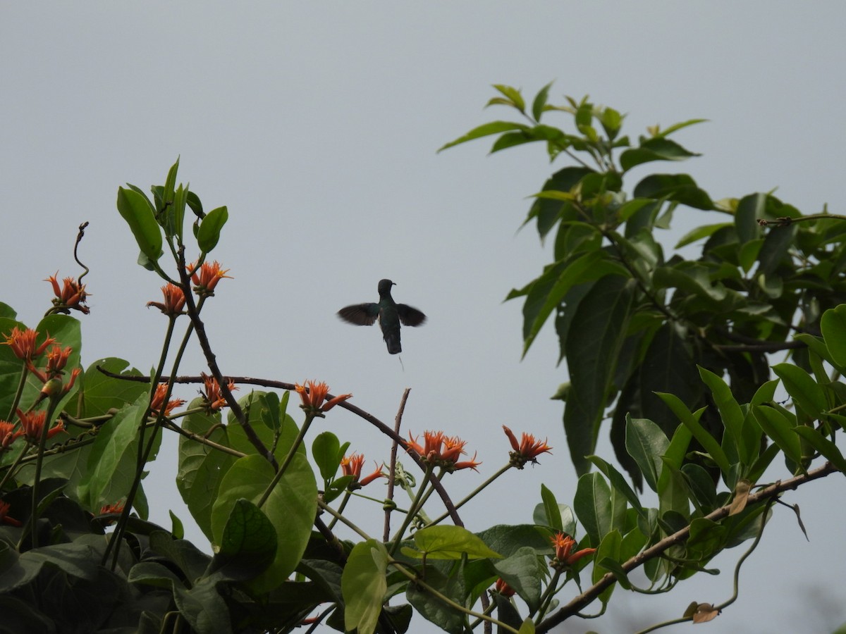 Black-throated Mango - Jennifer Nelson