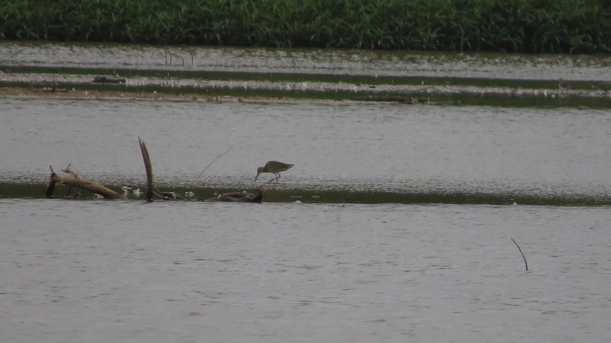 Long-billed Dowitcher - ML500104311