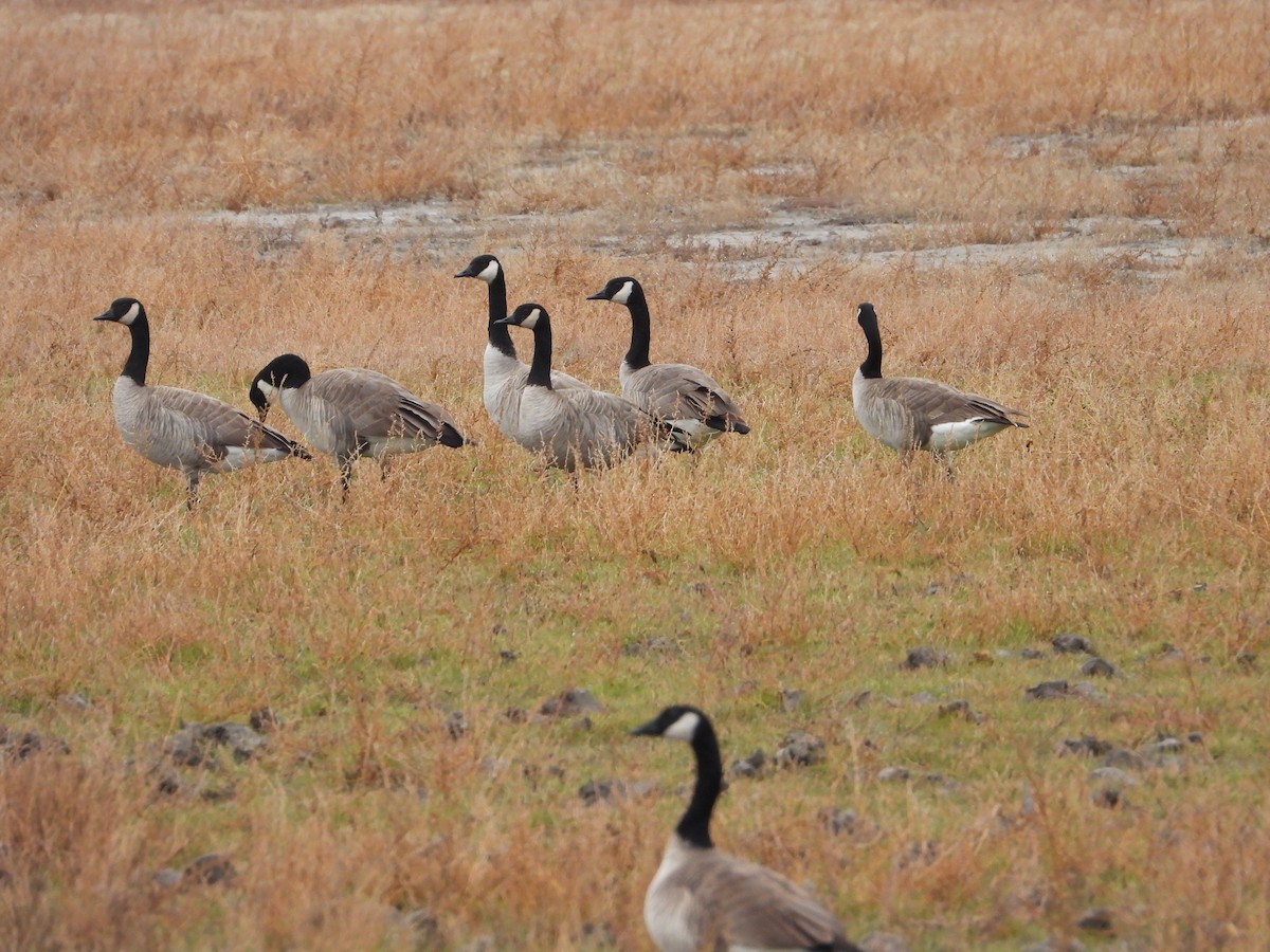 Canada Goose - ML500104511