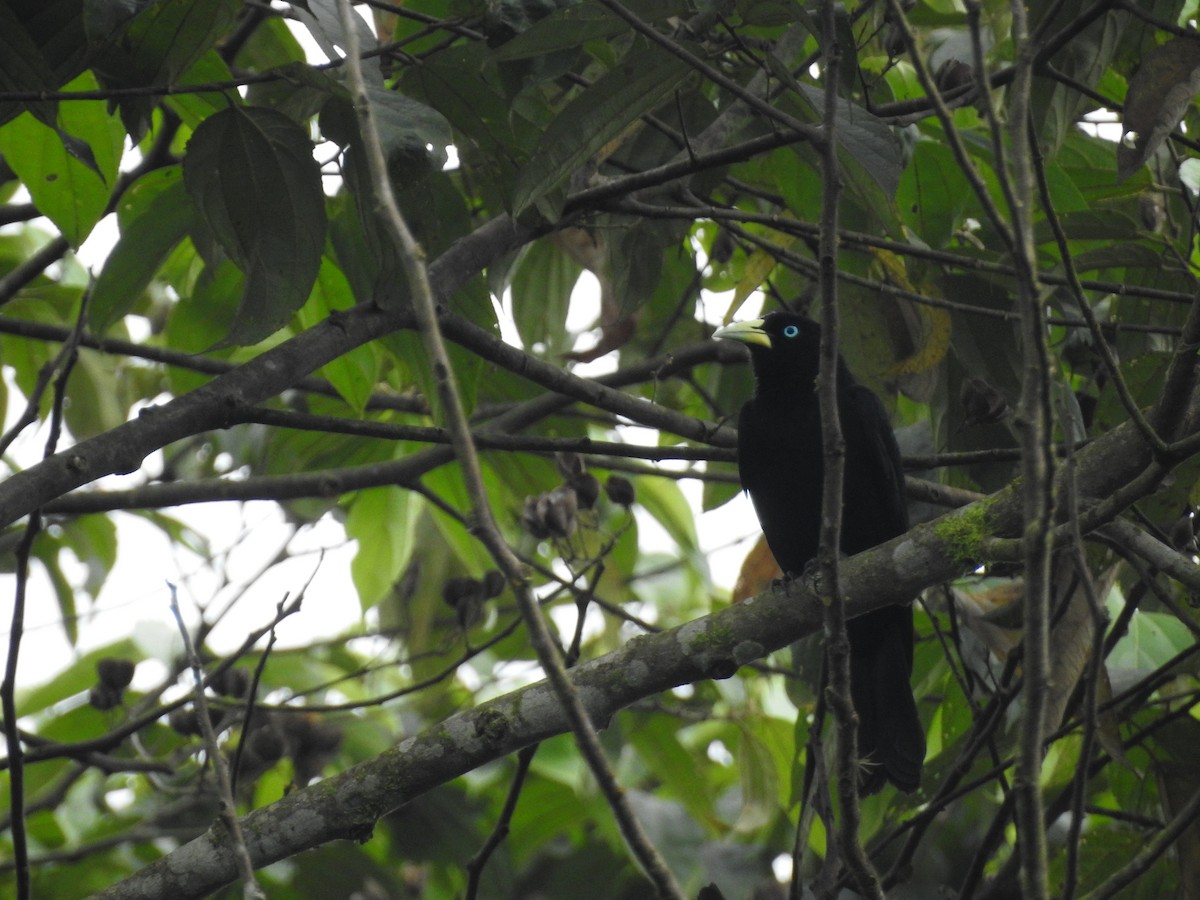 Scarlet-rumped Cacique (Pacific) - ML500104621