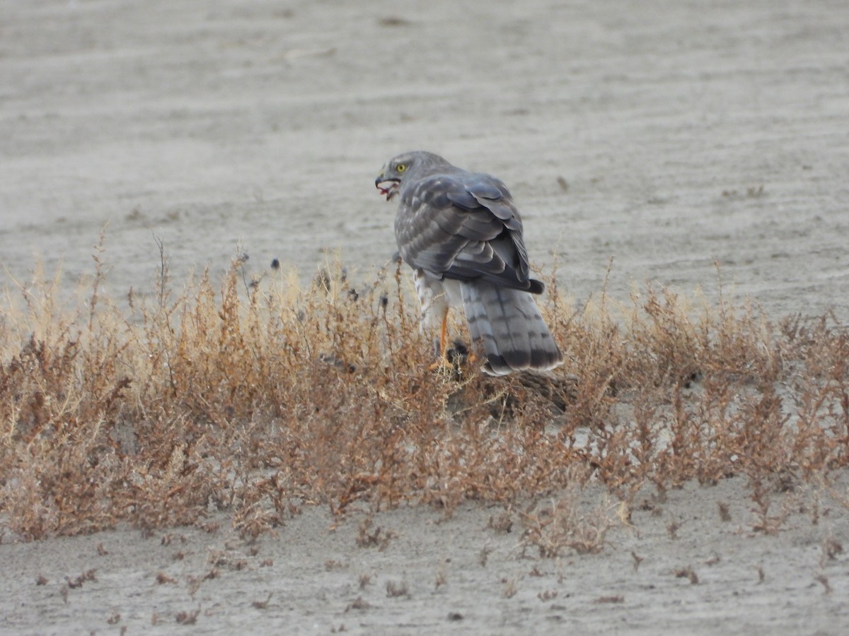 Northern Harrier - ML500104811