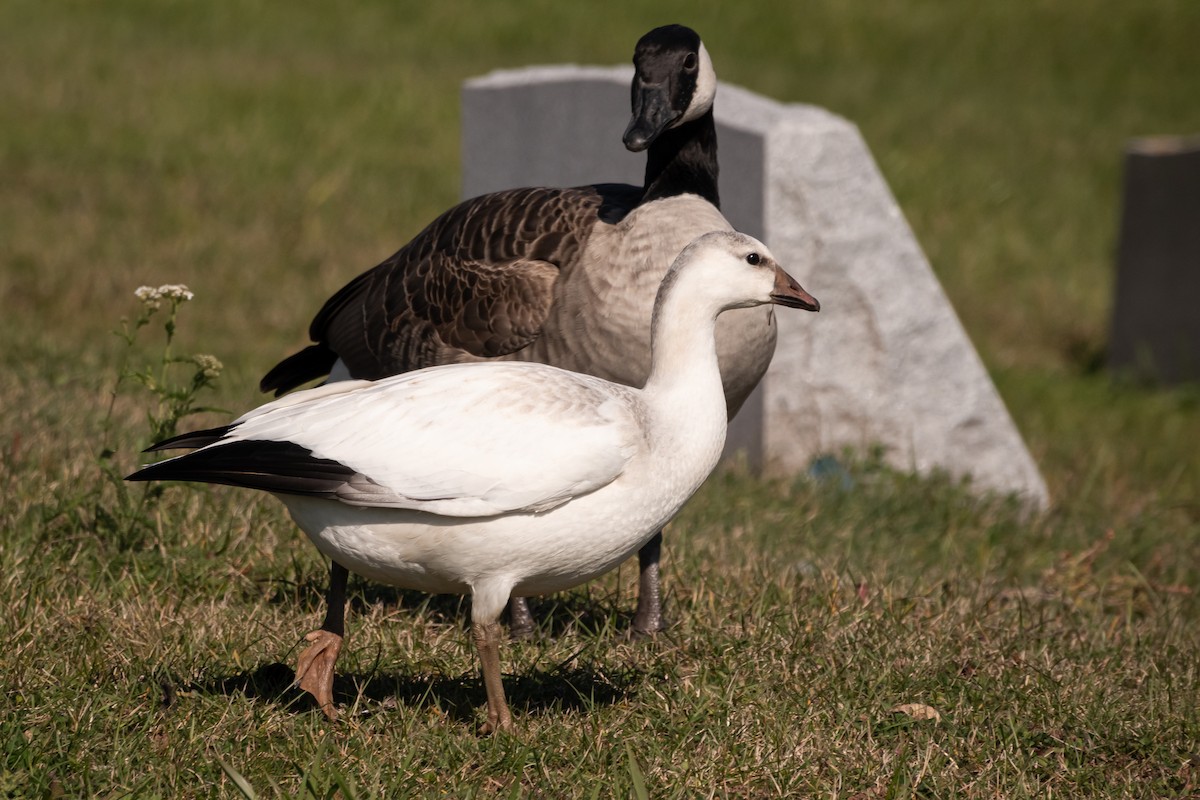 Snow x Ross's Goose (hybrid) - ML500104961