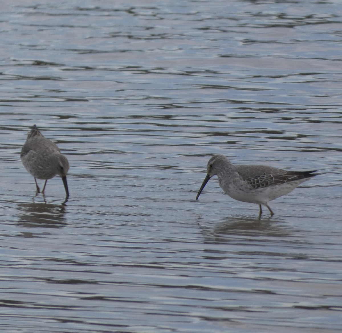 Stilt Sandpiper - ML500105021