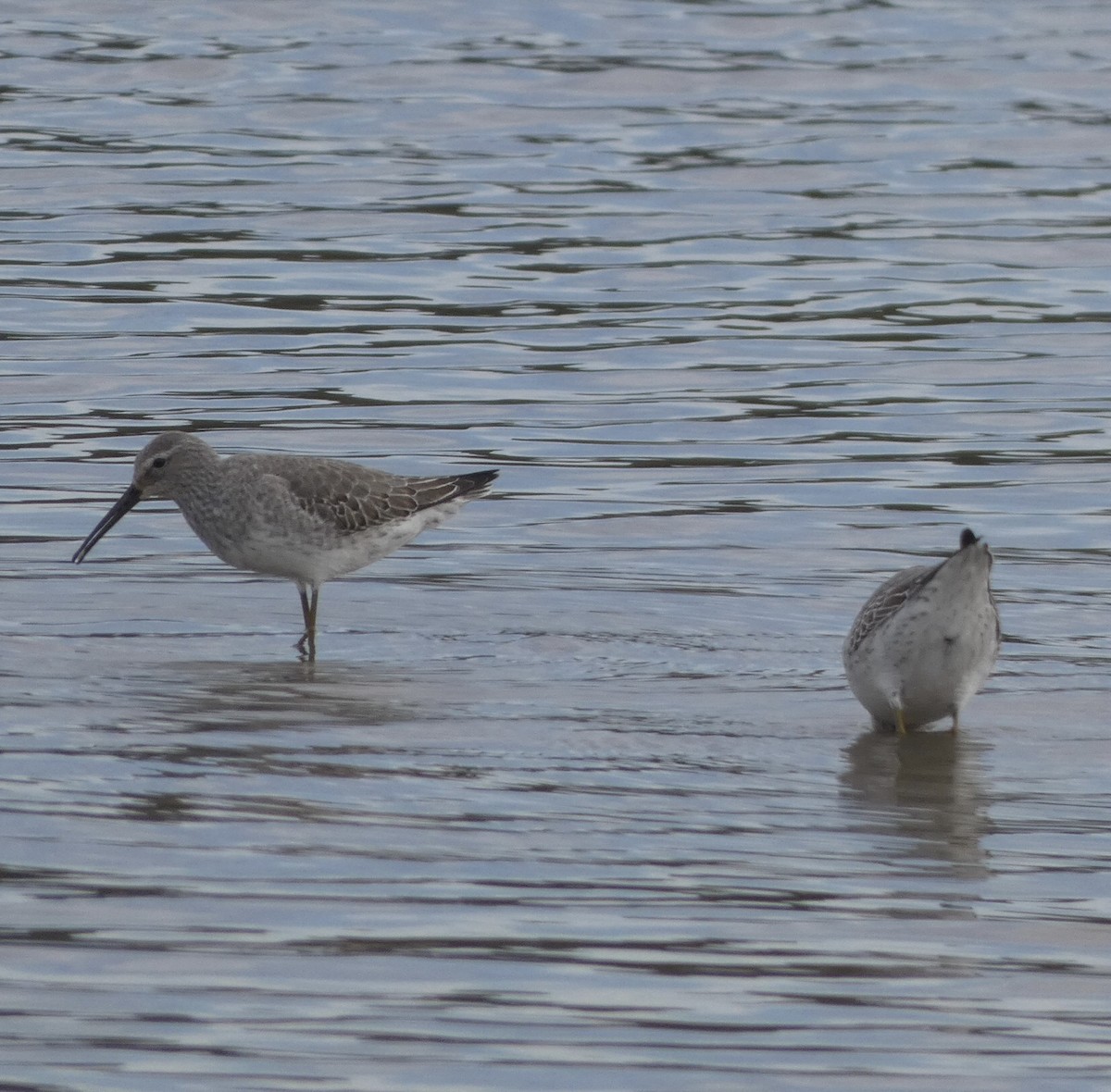 Stilt Sandpiper - ML500105041