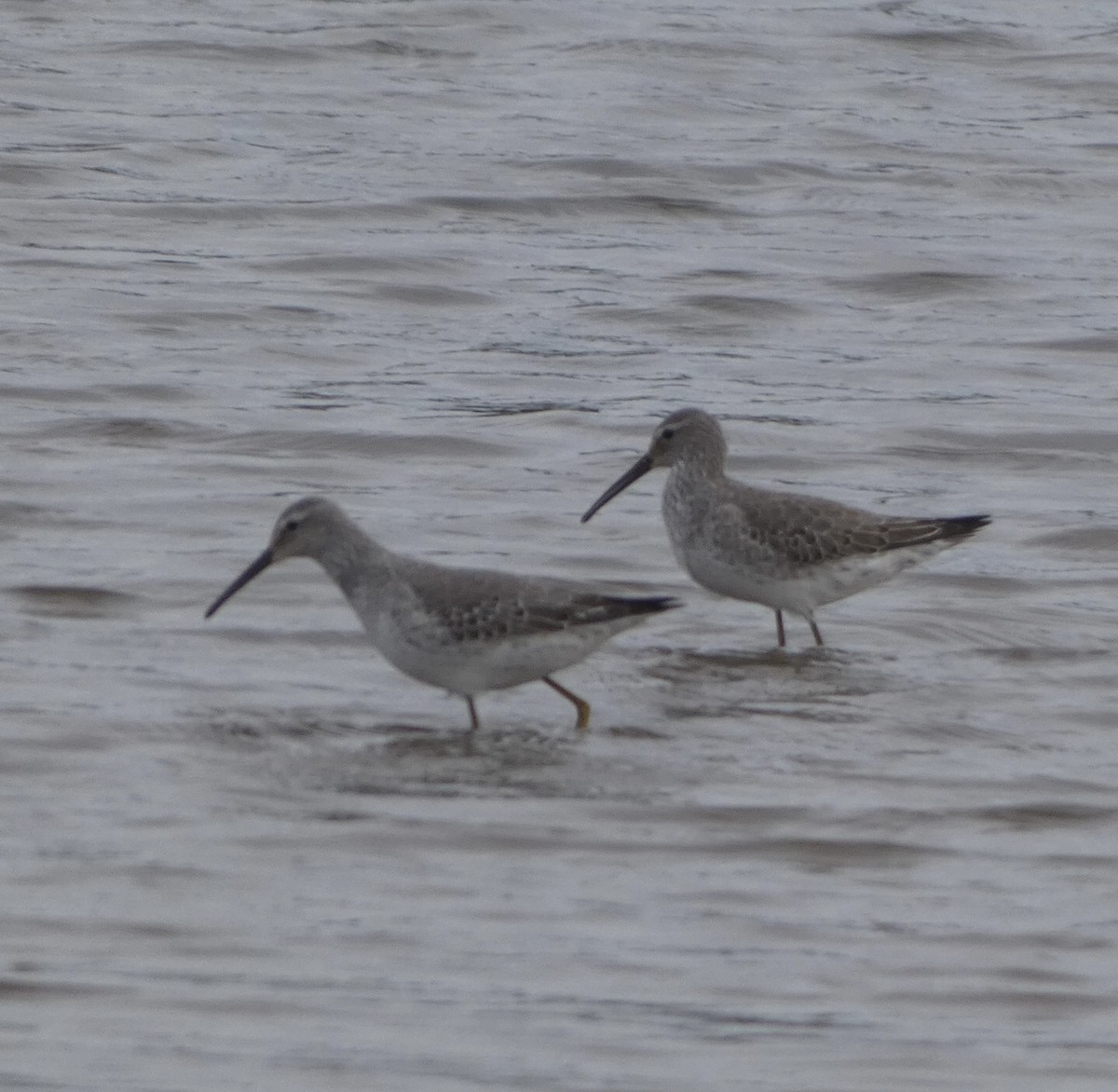 Stilt Sandpiper - ML500105161