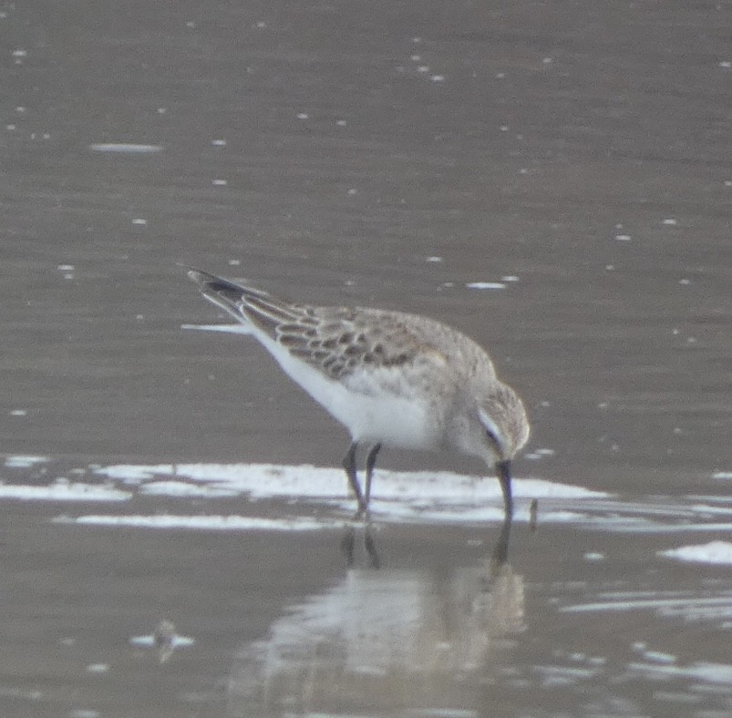 White-rumped Sandpiper - ML500105341