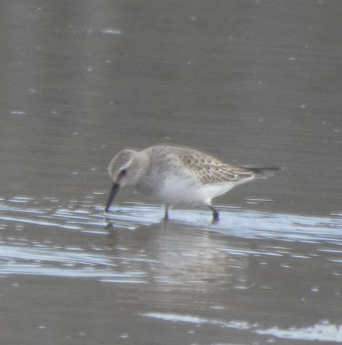 White-rumped Sandpiper - ML500105351