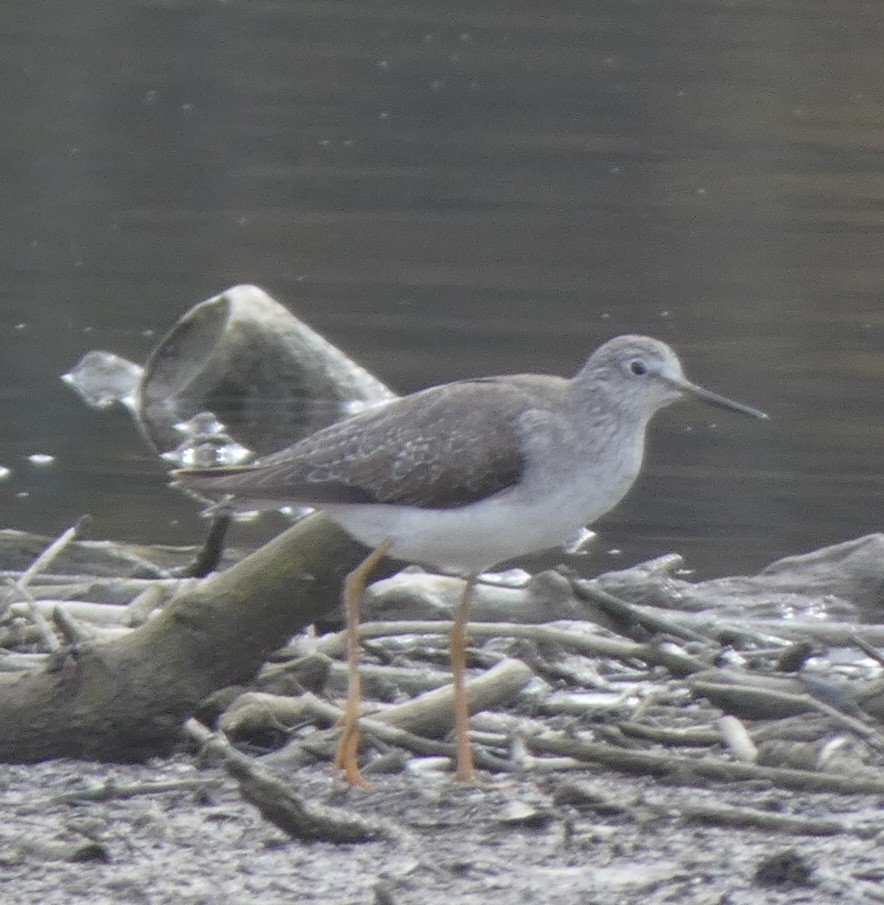 Lesser Yellowlegs - ML500105551