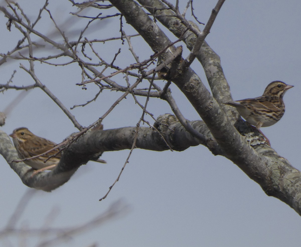 Savannah Sparrow - ML500105671