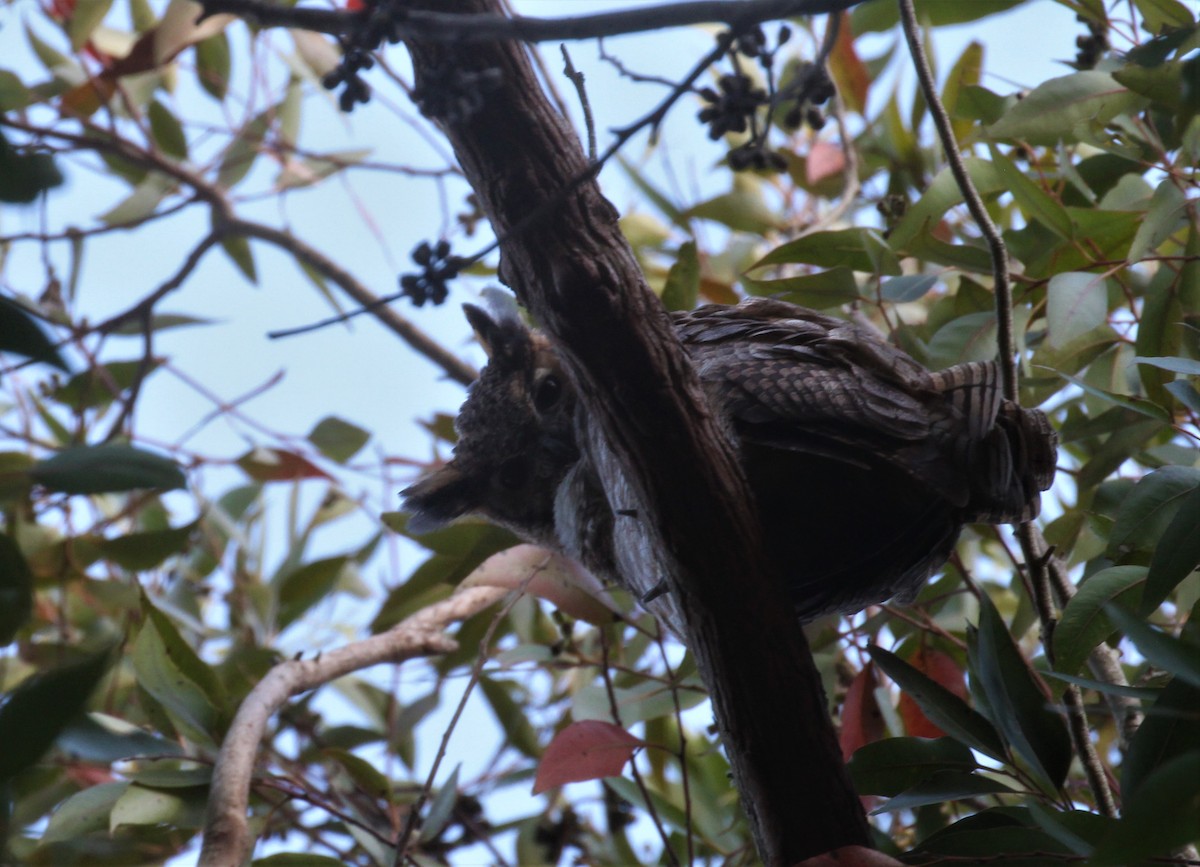 Great Horned Owl - ML500105861