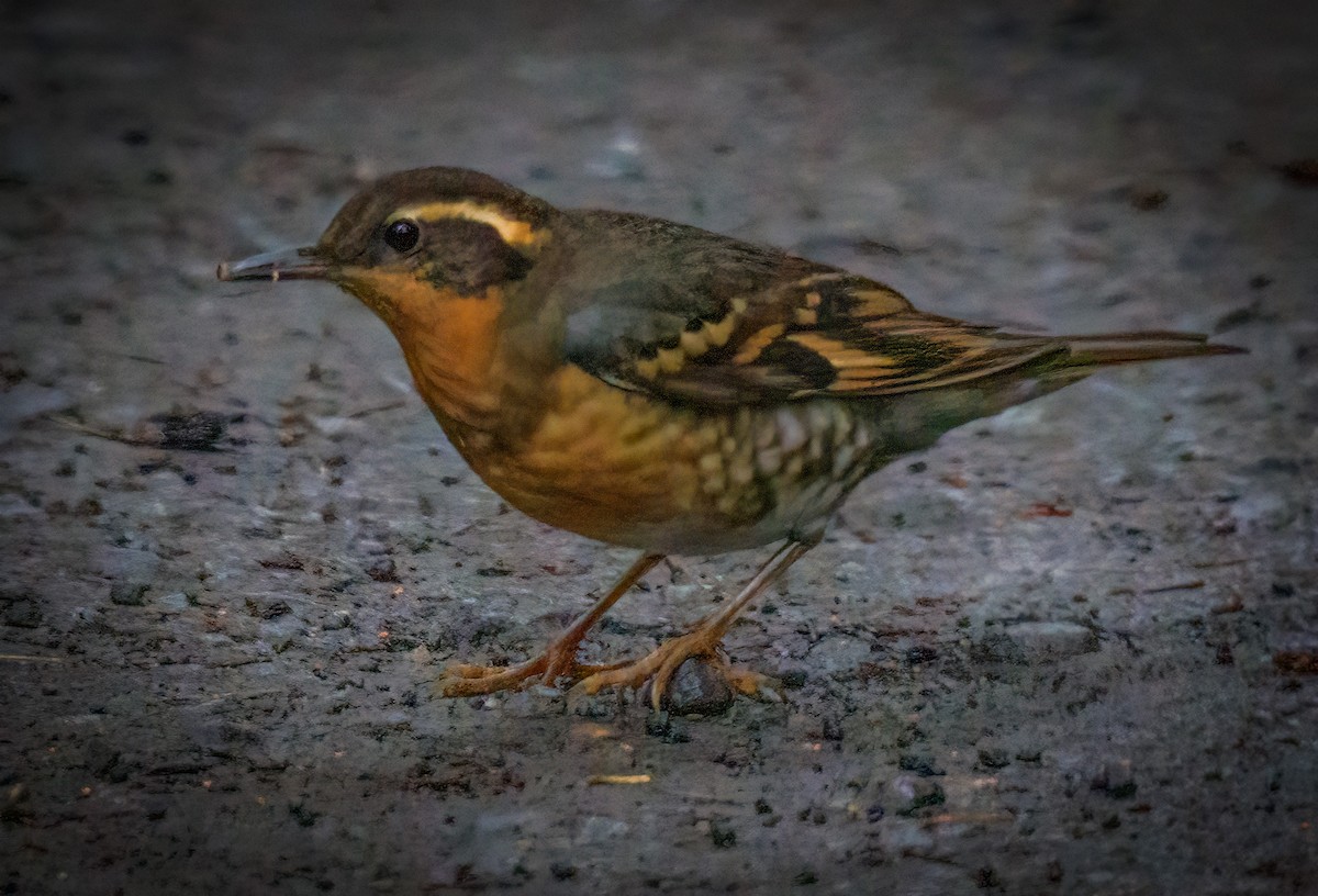 Varied Thrush - Roger Windemuth