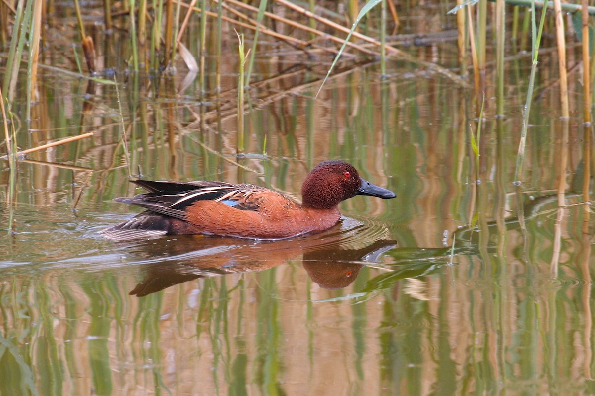 Cinnamon Teal - ML50010771