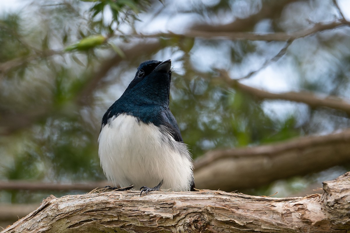 Satin Flycatcher - John  Van Doorn