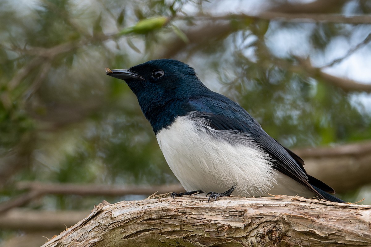 Satin Flycatcher - John  Van Doorn