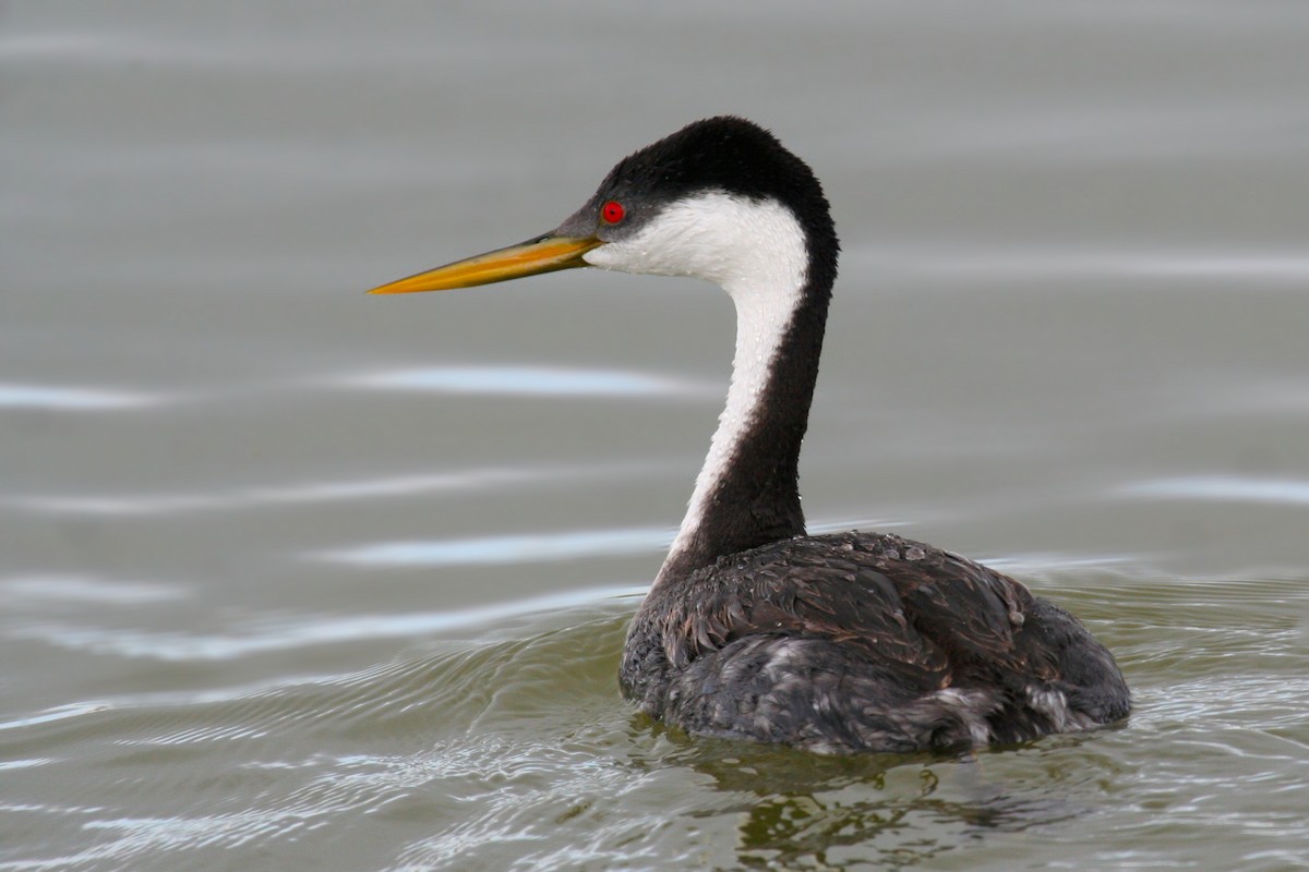 Western Grebe - ML50011011