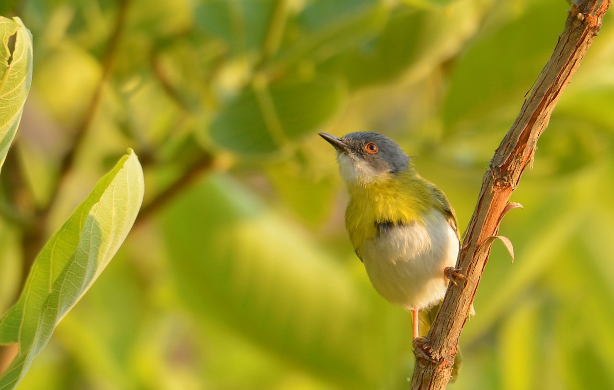 Yellow-breasted Apalis - ML500110571
