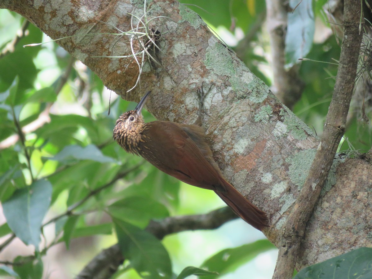 Cocoa Woodcreeper - ML500110731