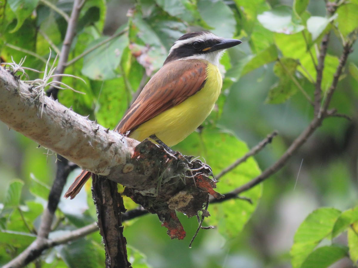 Great Kiskadee - ML500111481