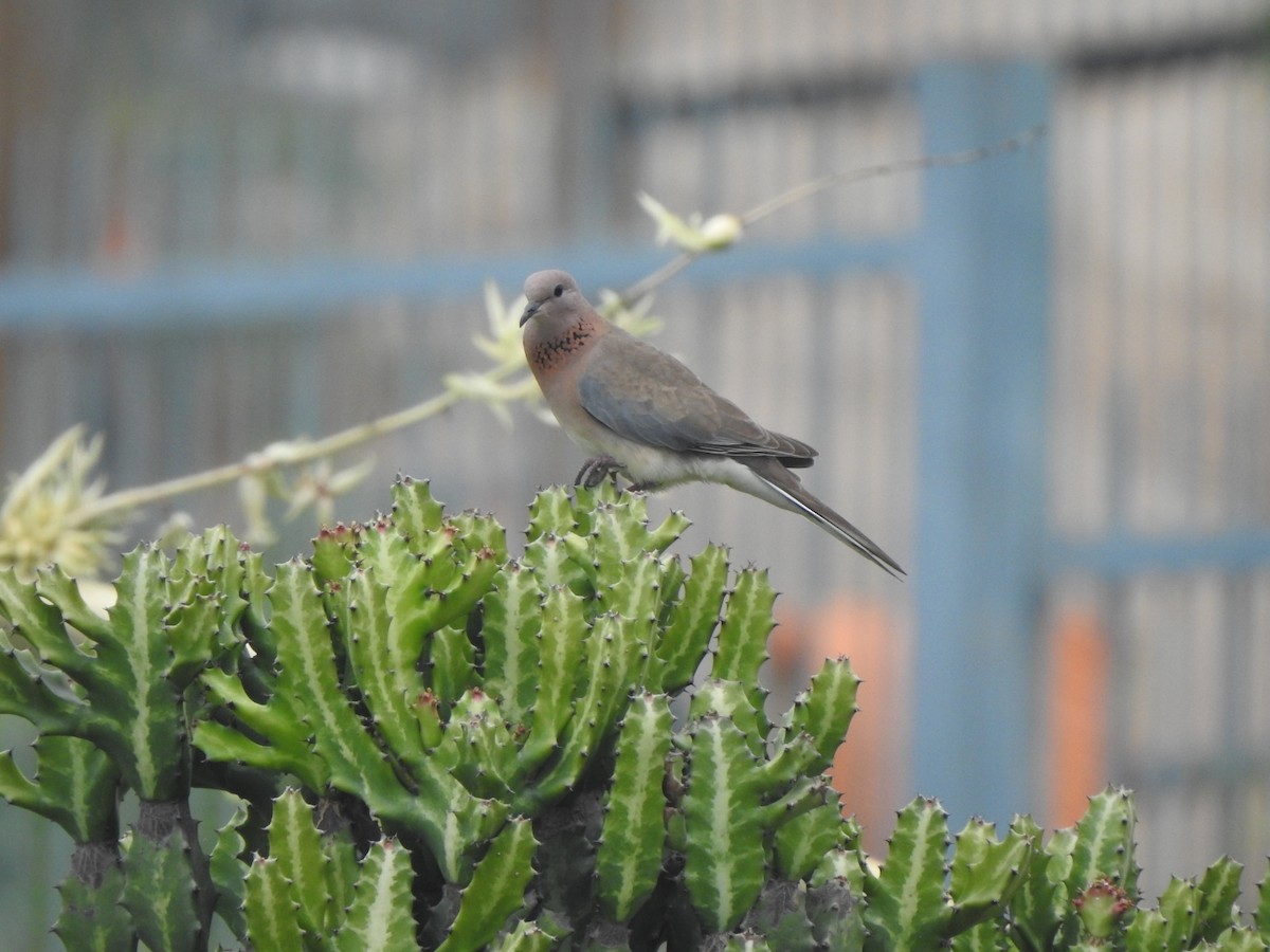 Laughing Dove - ML500111641