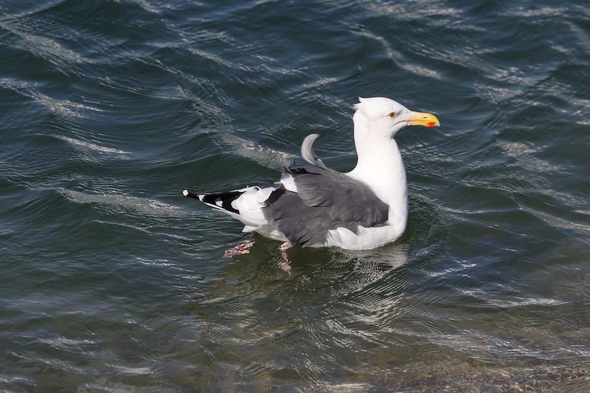 Western Gull - ML500111811