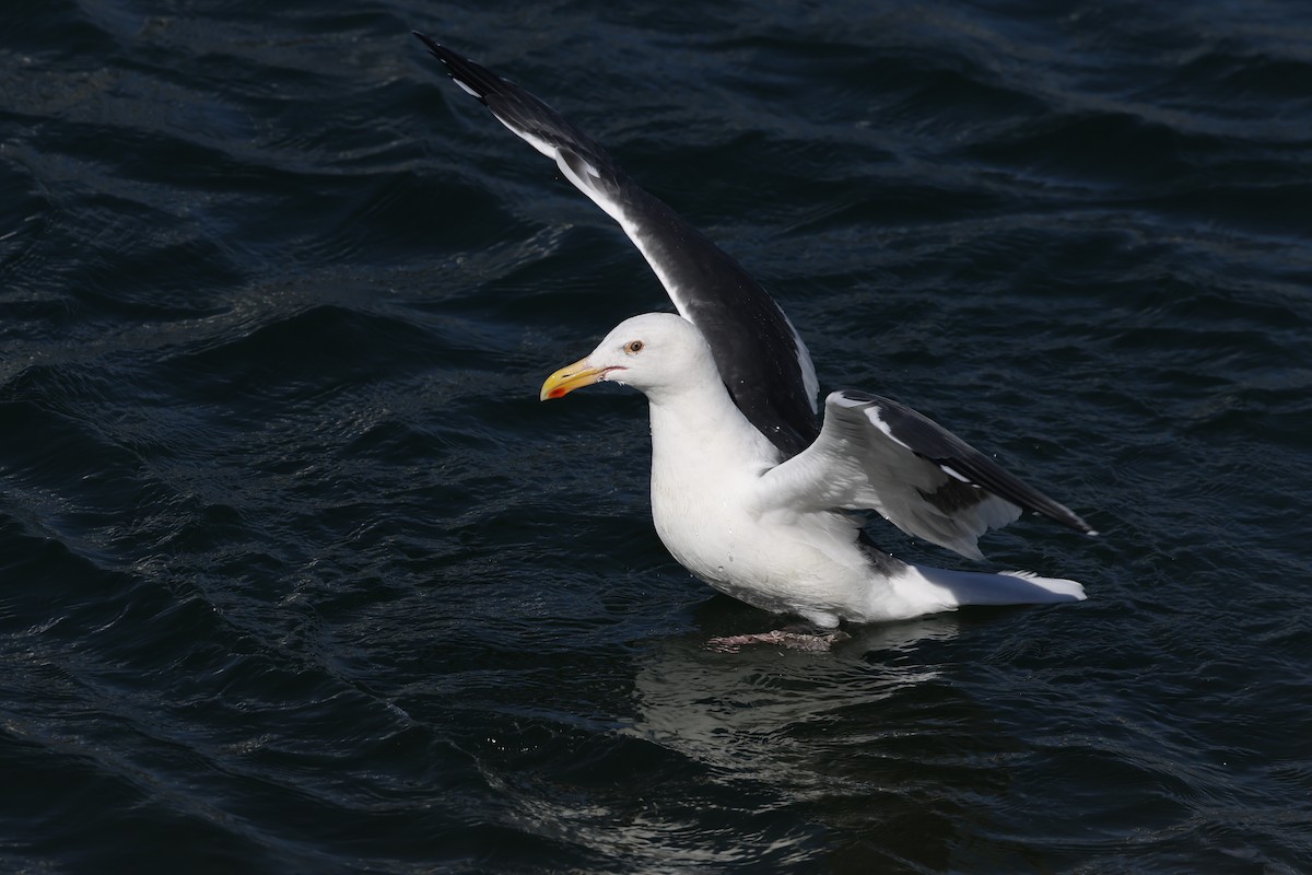 Western Gull - ML500111841