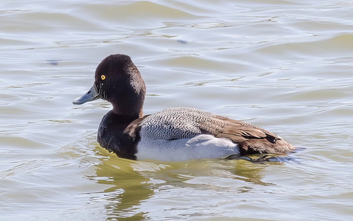 Lesser Scaup - Nick Pulcinella