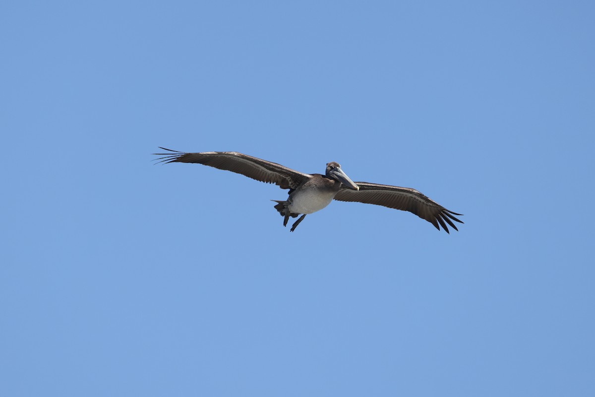 pelikán hnědý - ML500112511