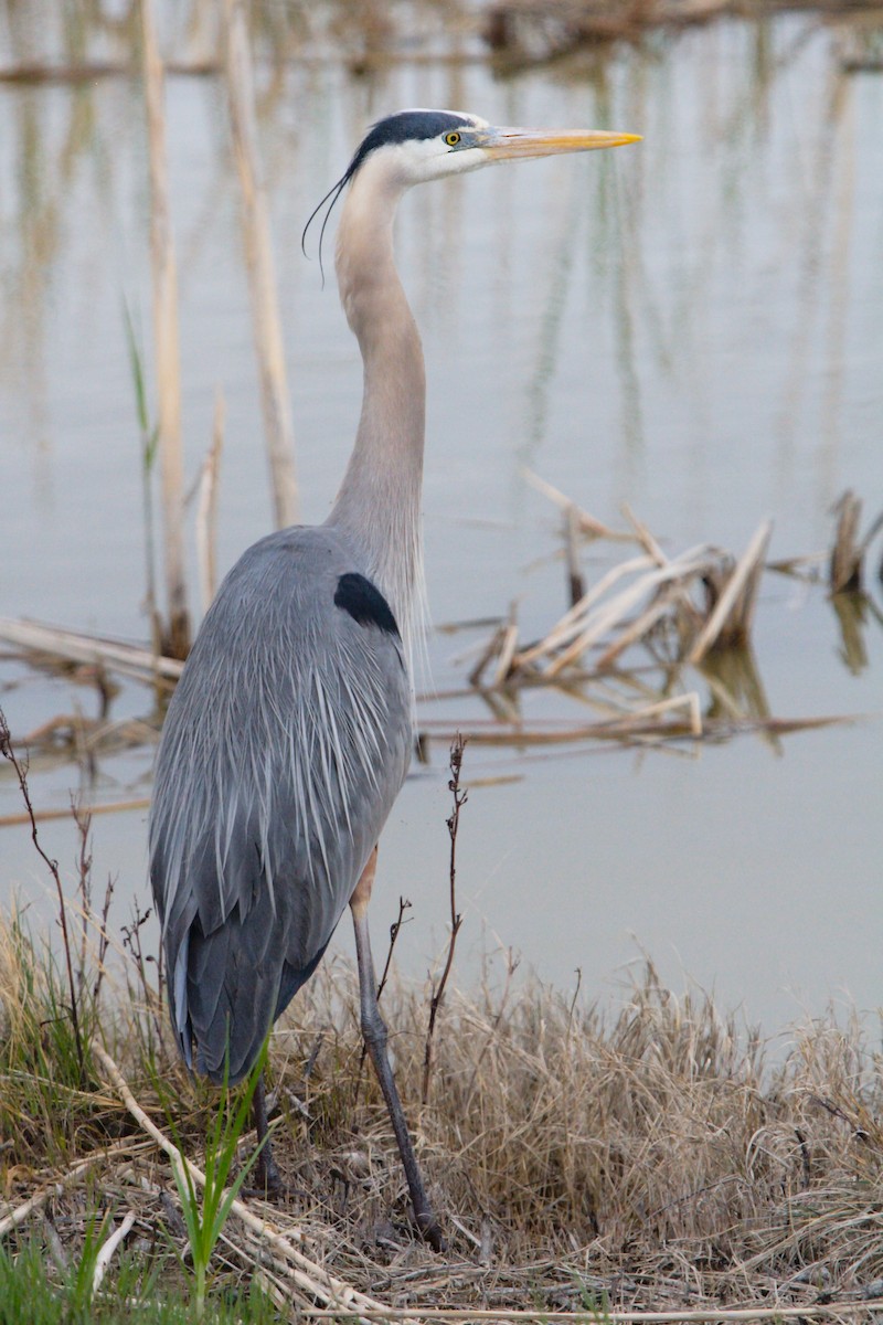 Great Blue Heron (Great Blue) - ML50011361