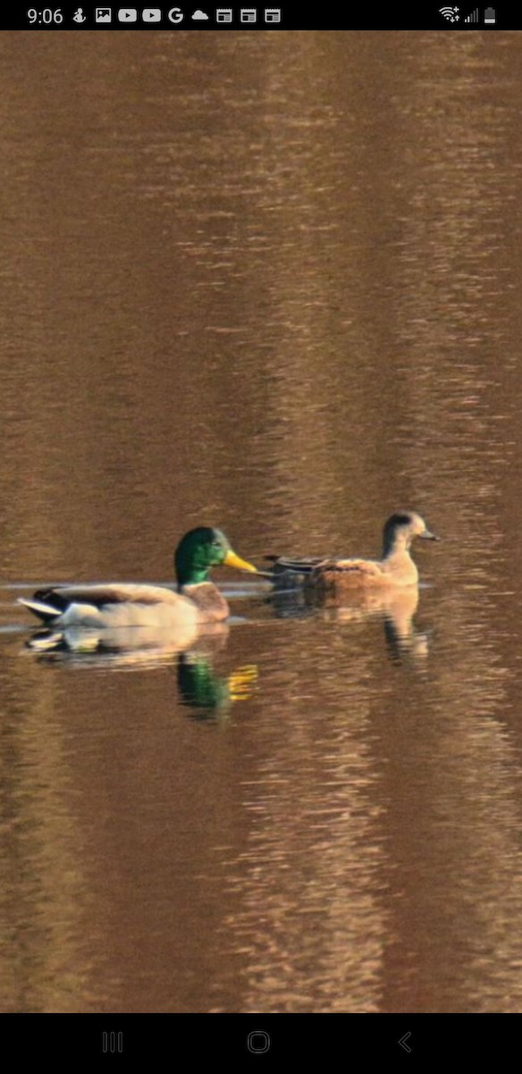 American Wigeon - ML500113741