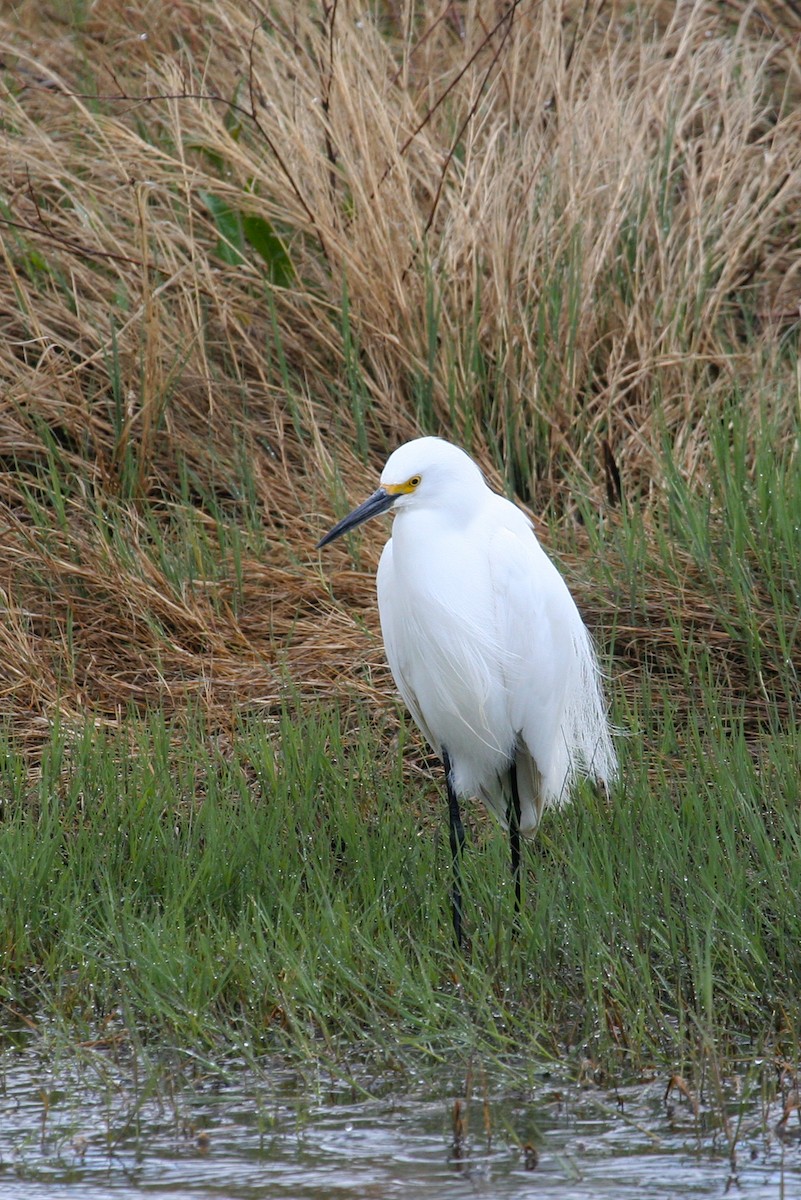 Snowy Egret - ML50011401