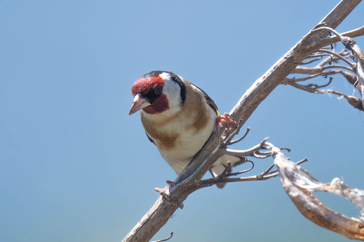 European Goldfinch - ML500114591