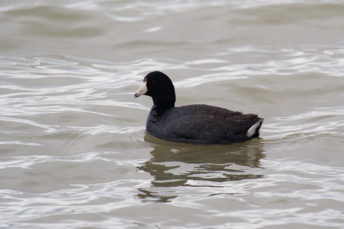 American Coot (Red-shielded) - ML50011551
